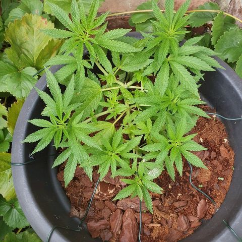 Second growlog timeline photo