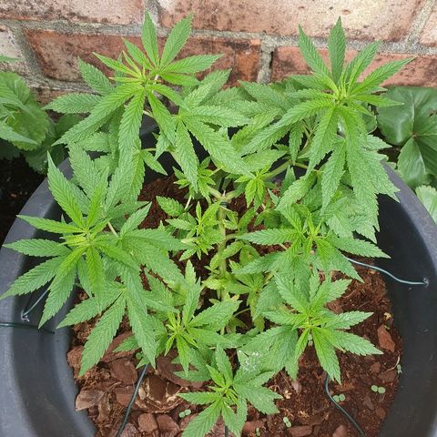 Second growlog photo: Before mildew treatment 