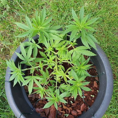 Second growlog timeline photo
