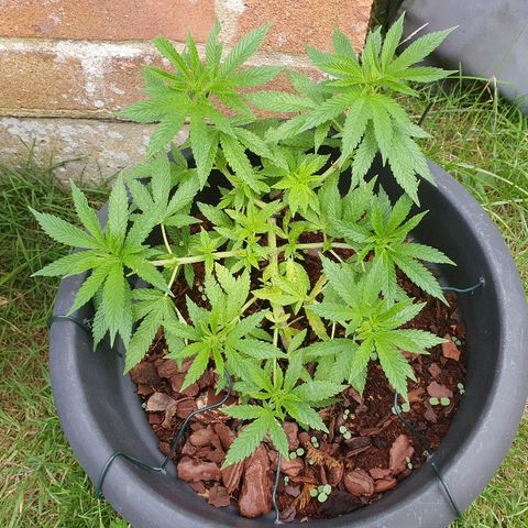 Second growlog timeline photo