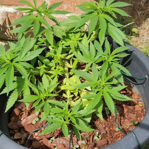 Second growlog timeline photo