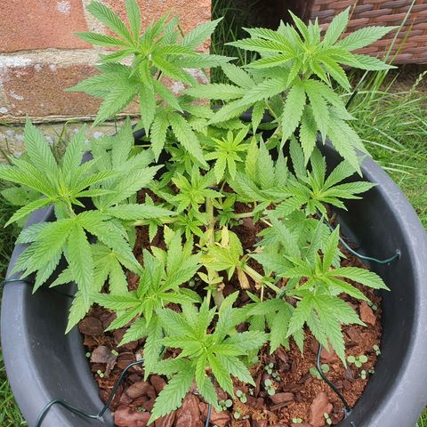 Second growlog timeline photo