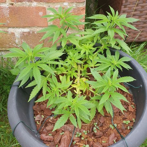 Second growlog photo: Day 1 flower