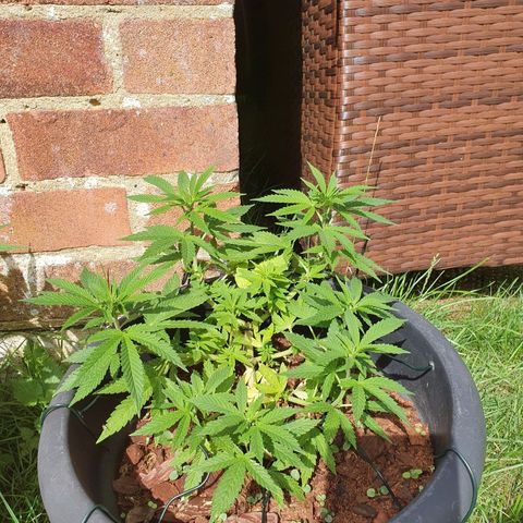 Second growlog timeline photo