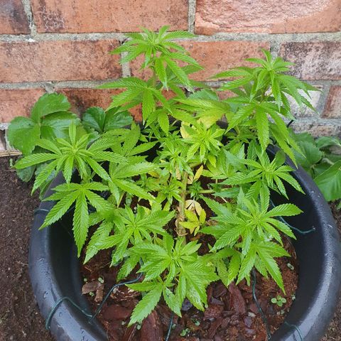 Second growlog timeline photo