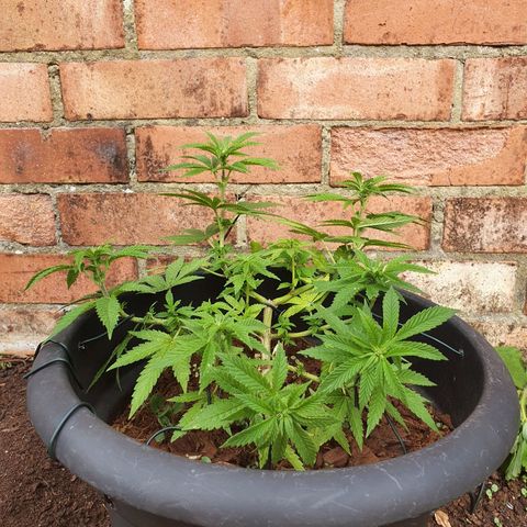 Second growlog timeline photo