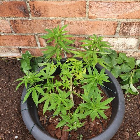 Second growlog timeline photo