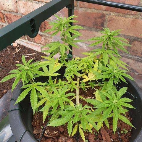 Second growlog timeline photo