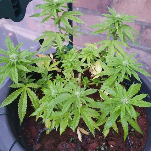 Second growlog photo: First day of proper nutrients 