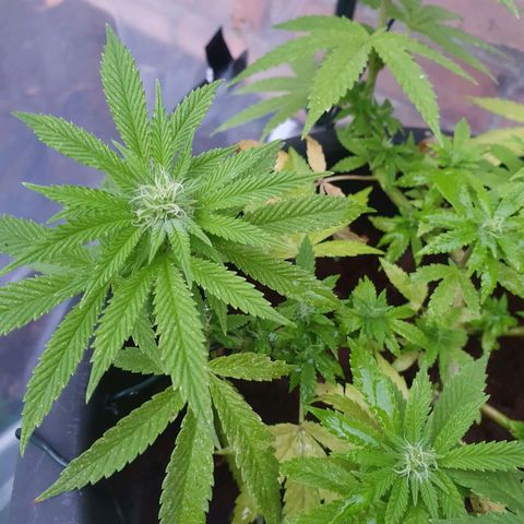 Second growlog photo: First day of proper nutrients 