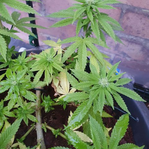 Second growlog photo: First day of proper nutrients 