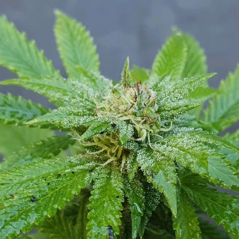 Second growlog timeline photo