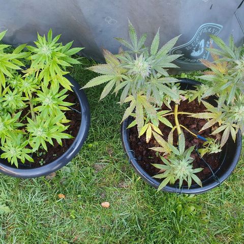 Second growlog timeline photo