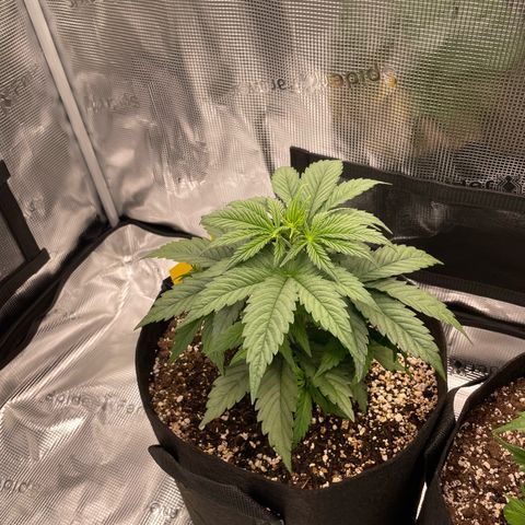 Sweet Cherry Kush growlog timeline photo
