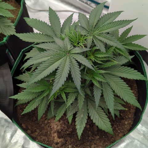 #4 Critical Runtz growlog timeline photo