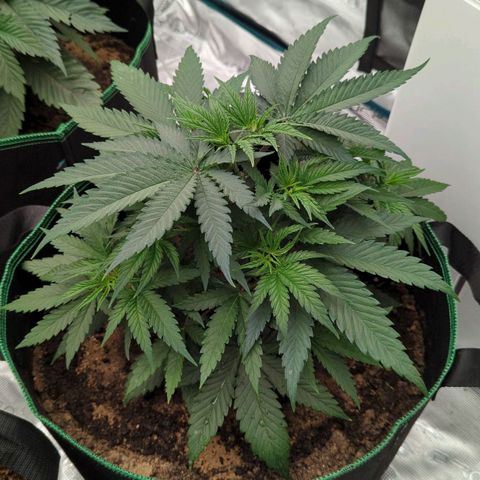 #4 Critical Runtz growlog timeline photo