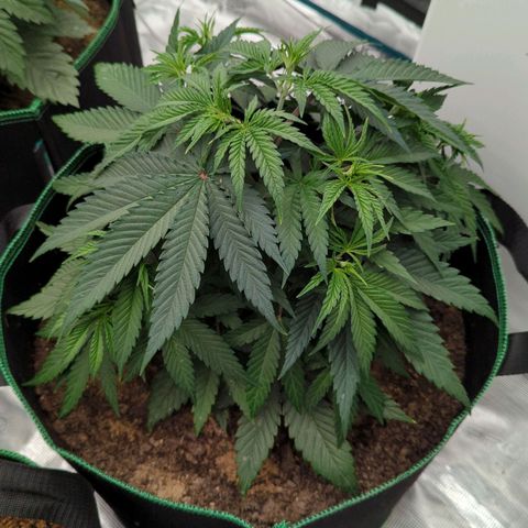 #4 Critical Runtz growlog timeline photo