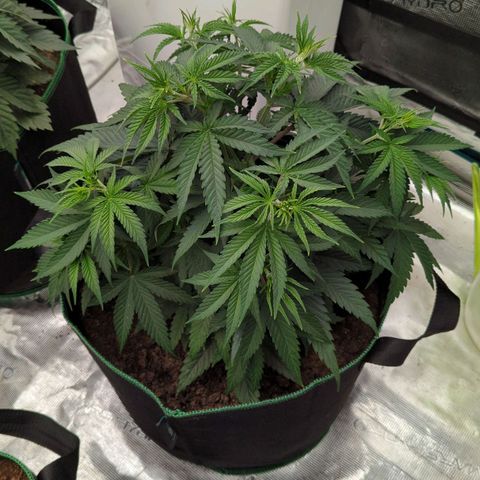 #4 Critical Runtz growlog timeline photo