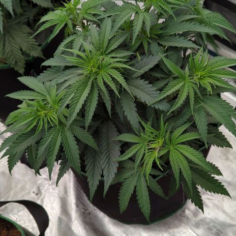 #4 Critical Runtz growlog timeline photo
