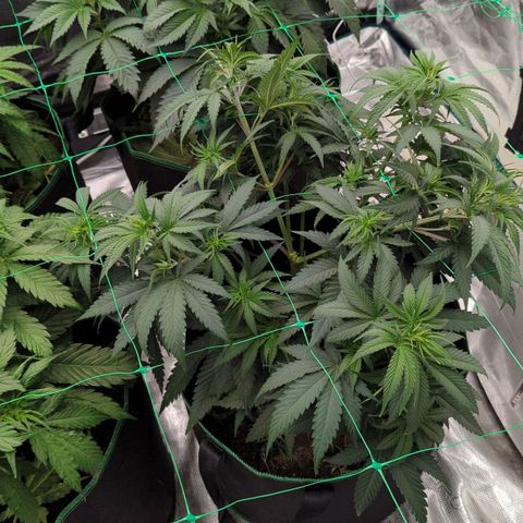#4 Critical Runtz growlog timeline photo