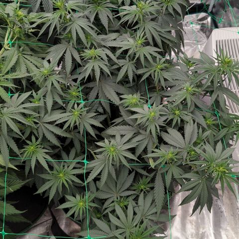 #4 Critical Runtz growlog timeline photo