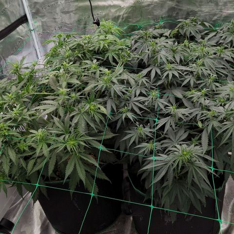 #4 Critical Runtz growlog timeline photo