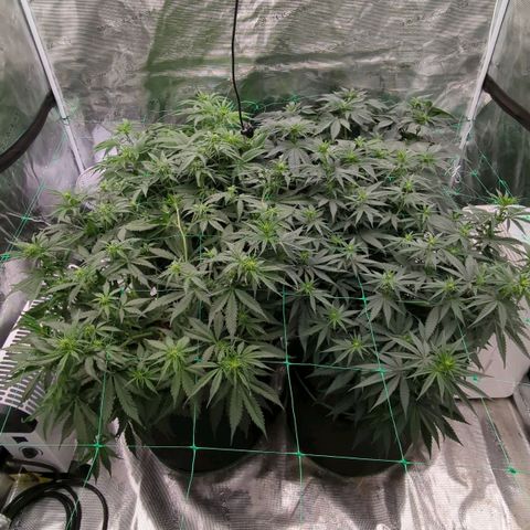 #4 Critical Runtz growlog timeline photo