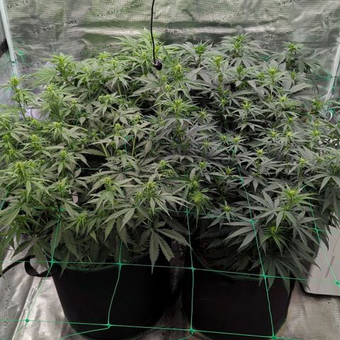 #4 Critical Runtz growlog timeline photo