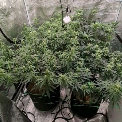 #4 Critical Runtz growlog timeline photo