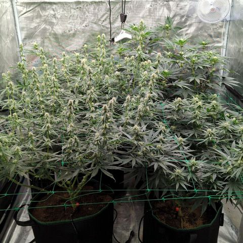 #4 Critical Runtz growlog timeline photo