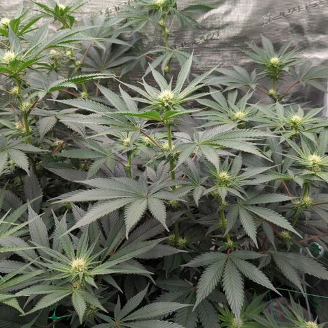 #4 Critical Runtz growlog timeline photo