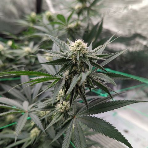 #4 Critical Runtz growlog timeline photo