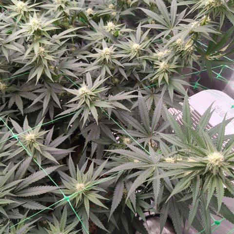 #4 Critical Runtz growlog timeline photo