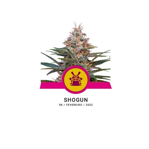  Shining Silver Haze growlog timeline photo