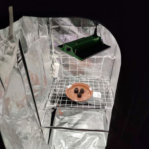  Shining Silver Haze growlog photo: Processo de germinação das meninas 🥕