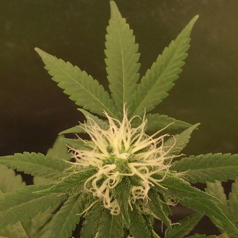 Woodhead Reserve  growlog timeline photo