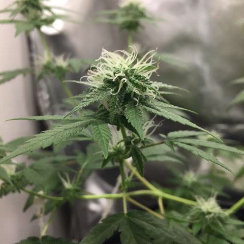 Woodhead Reserve  growlog timeline photo