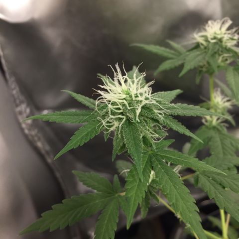 Woodhead Reserve  growlog timeline photo