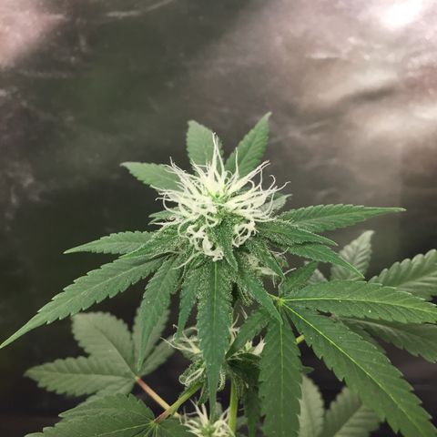 Woodhead Reserve  growlog timeline photo