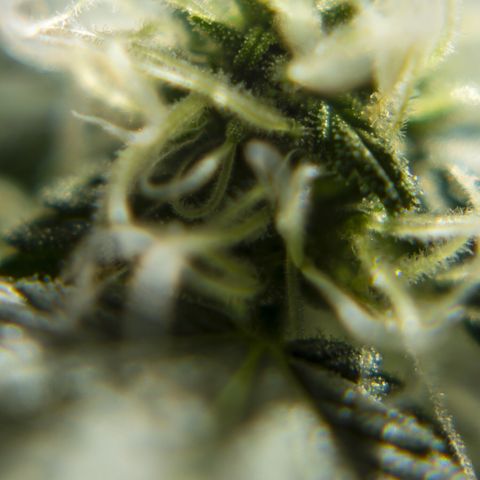 Woodhead Reserve  growlog timeline photo
