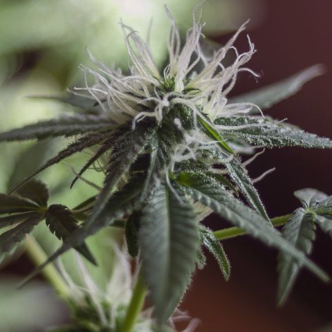 Woodhead Reserve  growlog timeline photo