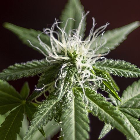 Woodhead Reserve  growlog timeline photo