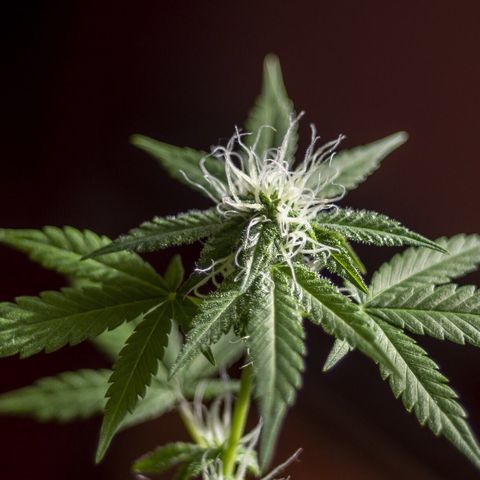 Woodhead Reserve  growlog timeline photo