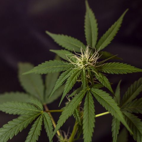Woodhead Reserve  growlog timeline photo