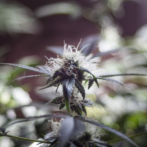 Woodhead Reserve  growlog timeline photo