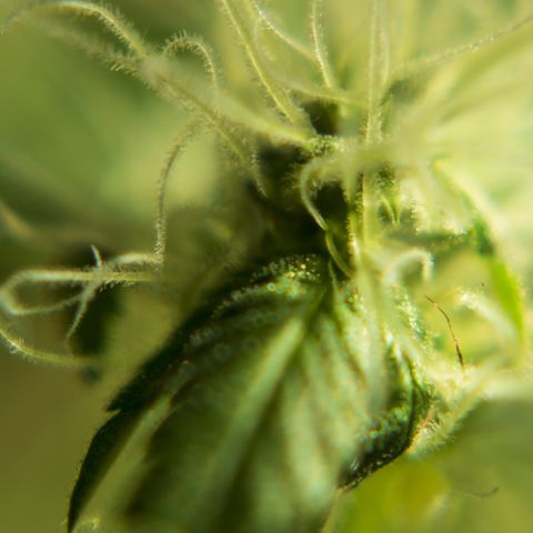 Woodhead Reserve  growlog timeline photo