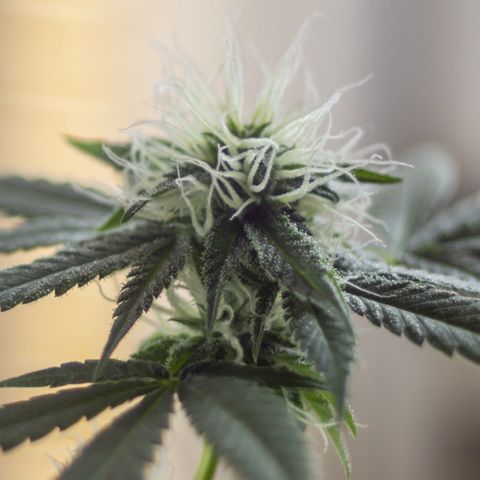 Woodhead Reserve  growlog timeline photo