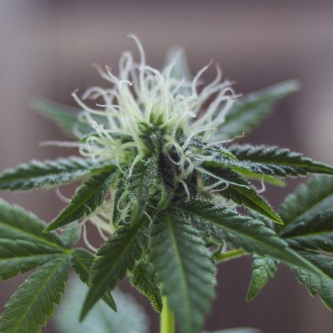Woodhead Reserve  growlog timeline photo