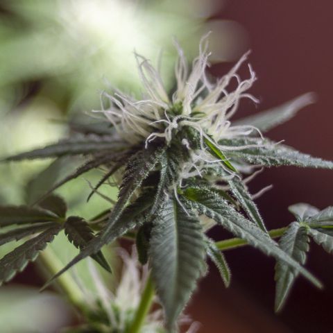 Woodhead Reserve  growlog timeline photo