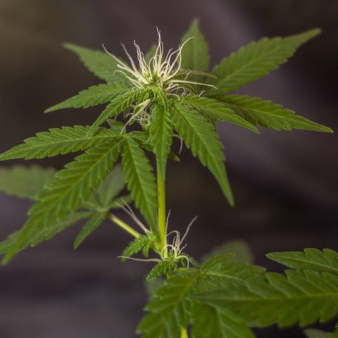Woodhead Reserve  growlog timeline photo